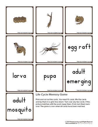 mosquito life cycle memory game