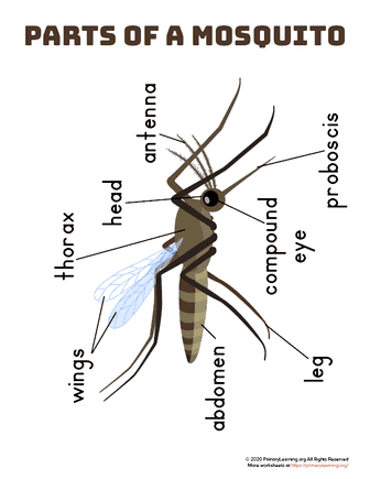 parts of a mosquito