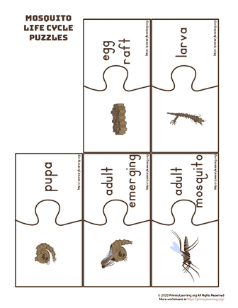 mosquito life cycle puzzles
