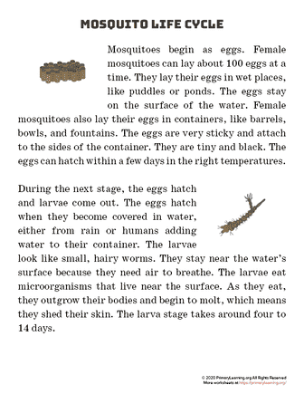 mosquito life cycle article