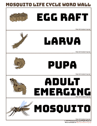 mosquito life cycle word wall