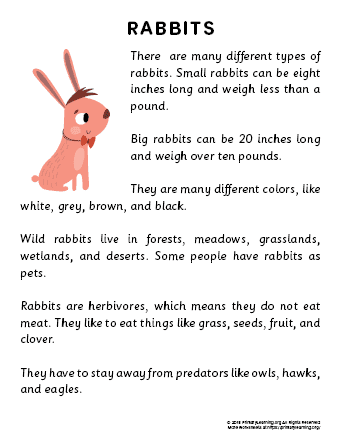 rabbit reading passage