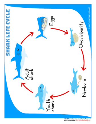 shark life cycle anchor chart