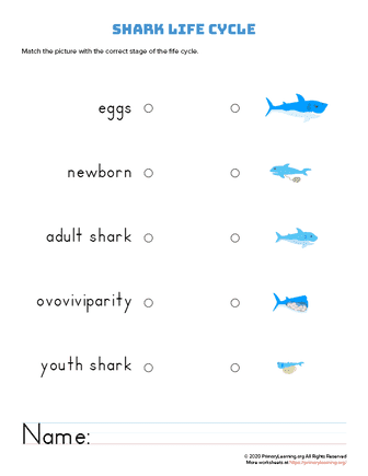 shark life cycle - connect it