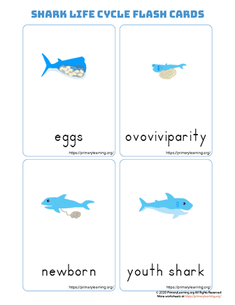 shark life cycle flashcards