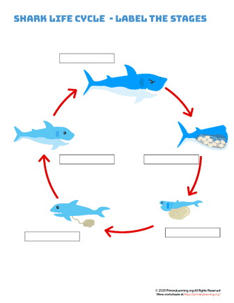 shark life cycle - label the stages