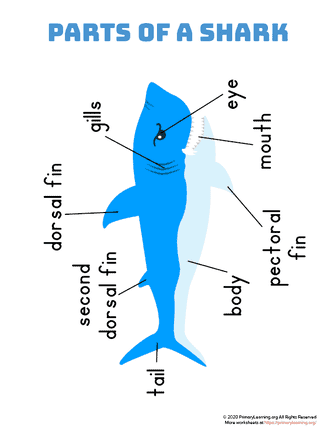 parts of a shark