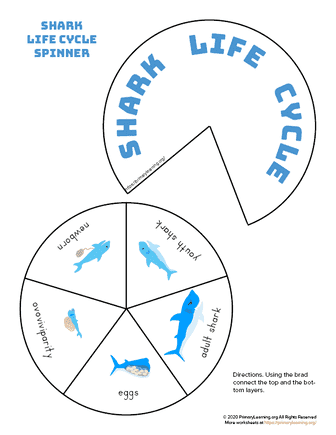 shark life cycle spinner