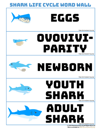 shark life cycle word wall