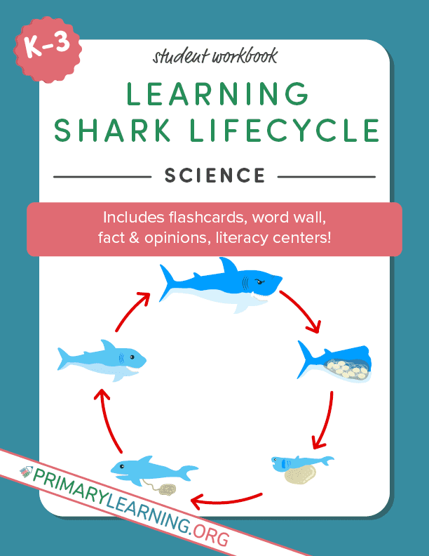 shark life cycle word wall