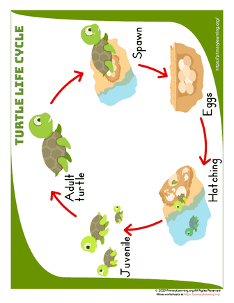 turtle life cycle anchor chart