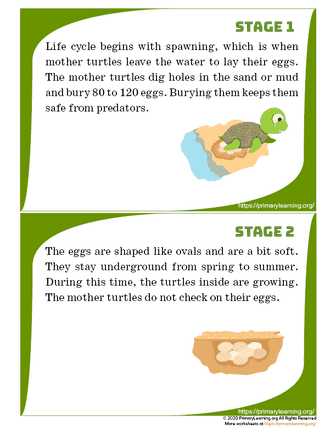 turtle life cycle cards