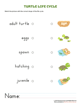 Alphabet Sequencing  Turtle Diary Worksheet