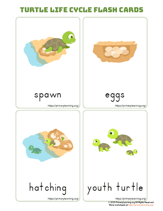 turtle life cycle flashcards