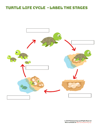turtle life cycle - label the stages