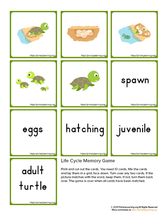 turtle life cycle memory game