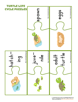 turtle life cycle puzzles