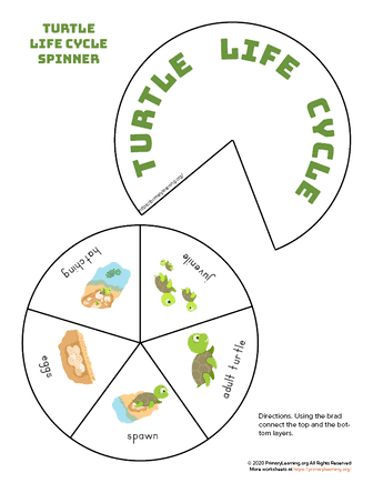 turtle life cycle spinner