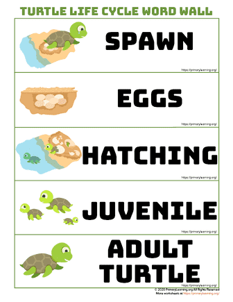 turtle life cycle word wall