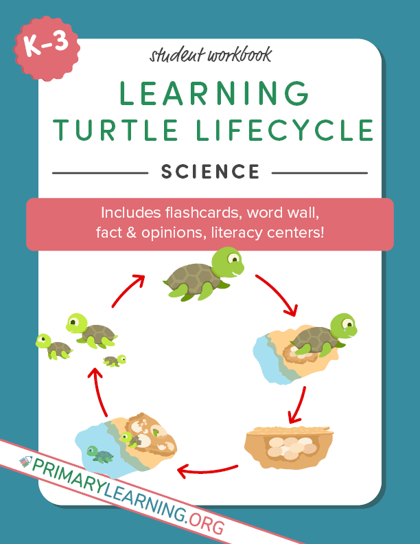 Book: The Life Cycle of a Sea Turtle-NLC – The Turtle Hospital