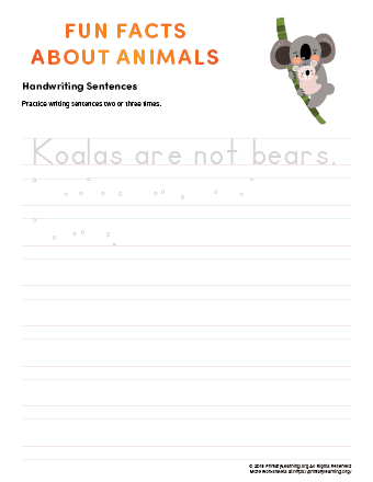 sentence writing koala