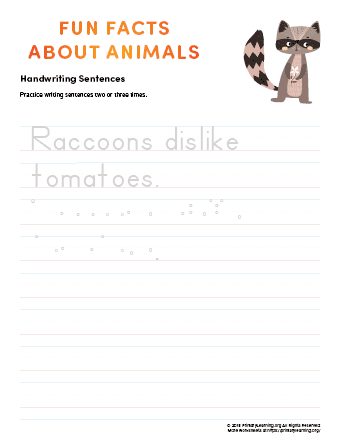 sentence writing raccoon