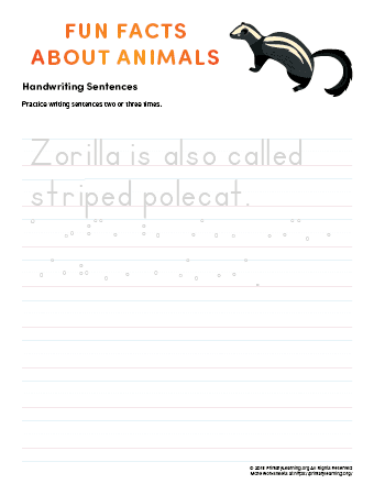 sentence writing zorilla